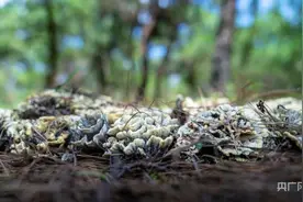 昆明晋宁：六街镇野生菌大量上市图片