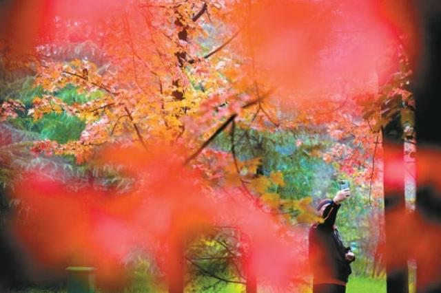 秋染长安色斑斓　霜落成诗醉流年