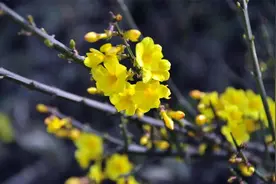 承包一整个春天！2025临沂限定追花攻略！图片