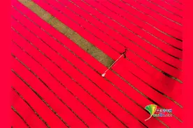 孟加拉国工人田野晾晒新染织布图片