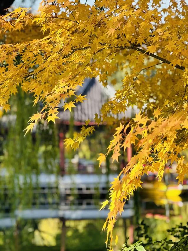 上海赏秋天花板，这波期待值拉满！