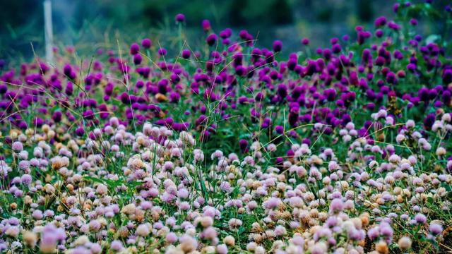 秋日惊喜！千岛湖花海正热烈~