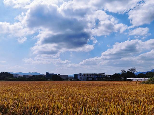 晚潮｜金秋美韵
