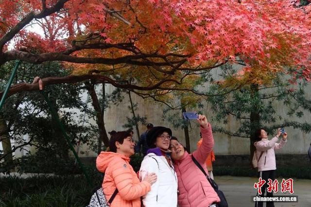 浙江杭州：红枫层林尽染 引游客竞相打卡