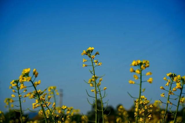三水大片油菜花海超美超出片！免费赏