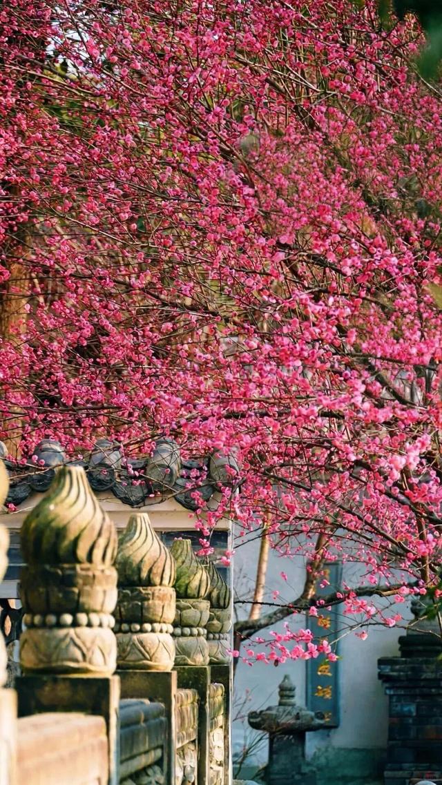 盛花期！这波“梅”景太出片，是谁拍到了啦