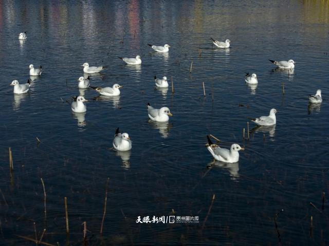 图库推荐|威宁草海观鸥热