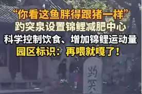 趵突泉标牌写着再喂就嘎了：你看这鱼胖得跟猪一样图片