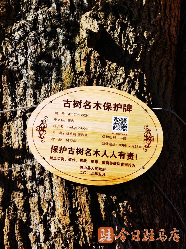 确山北泉寺：“梦回大唐”的银杏树 进入今年“颜值巅峰期”