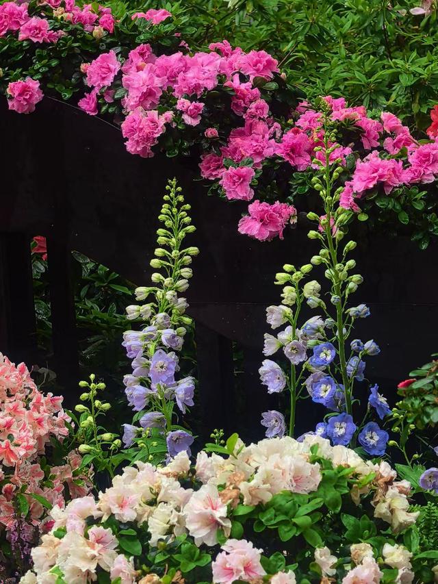 晚潮｜邀山揖湖：四季繁花与千年山水