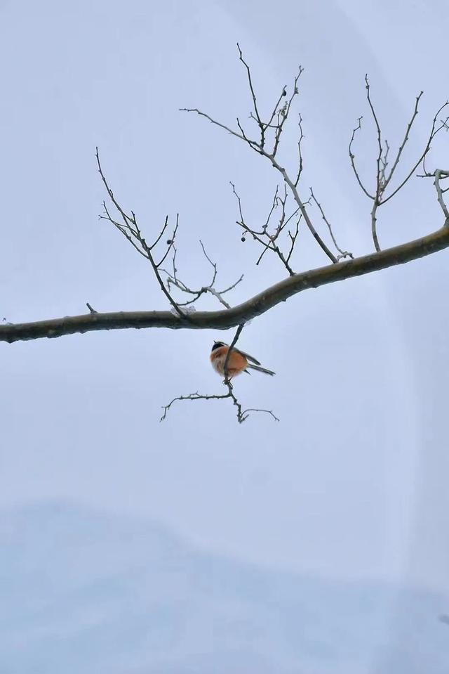 宜兴一下雪，就美成了阳羡！