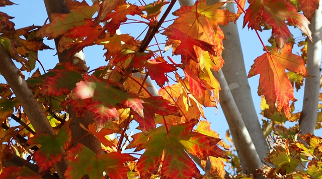 美翻了！苏河湾“红枫天桥”上线！更多金色、橙色、赭红色正在路上……来看↗