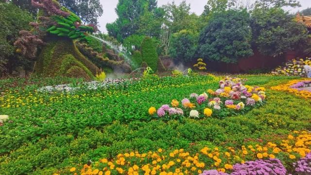 青睐绵阳 ‖ 一城秋色，菊香满园，游仙区富乐山十万香阵花正浓！