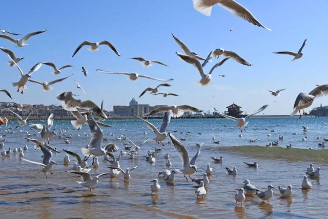 鸥遇青岛 温泉暖冬！青岛冬日暖经济火力全开！