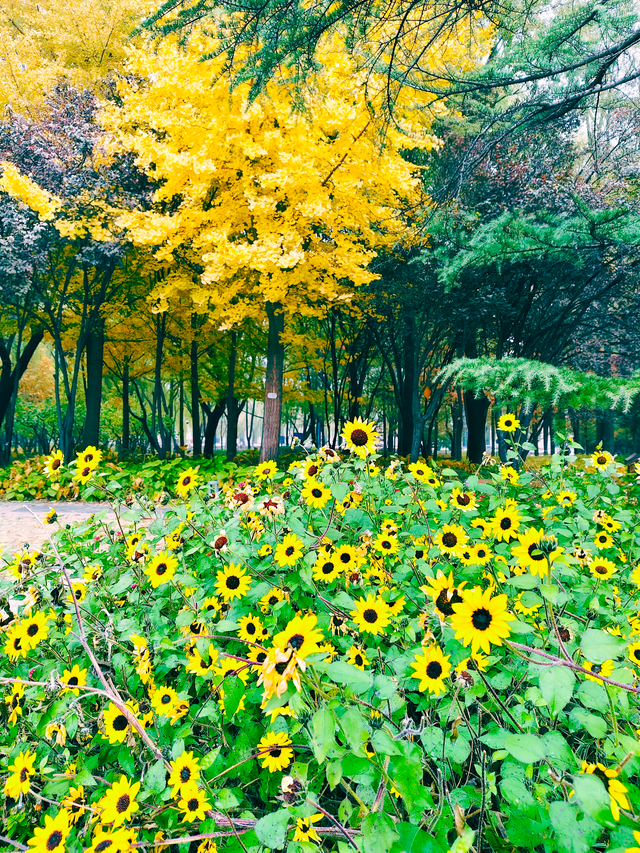 步步皆斑斓，解锁京城秋日诗意