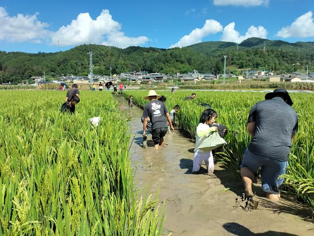 云南这个村太会了，靠“温泉+”玩出花