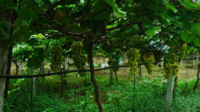 新加坡大型旅游团趣游桑植，“农”情体验风土人情