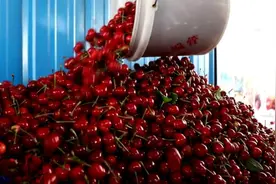 山东泰安：电商来直播 樱桃搭“快车”图片