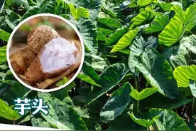 男孩把滴水观音当芋头误食险猝死，医生：滴水观音根茎含有乌头碱，有剧毒！图片