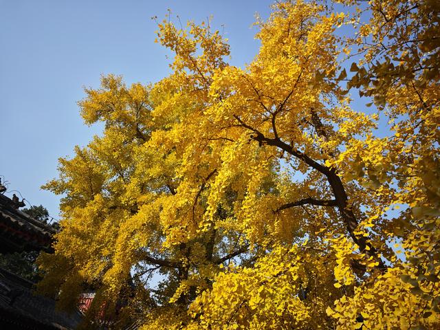 北京石景山承恩寺百年银杏进入最佳观赏期