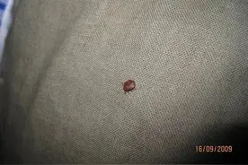 千万小心这种虫子 以人类血液为食图片