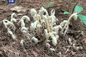 重庆秀山发现国家近危级“幽灵草”130余株图片