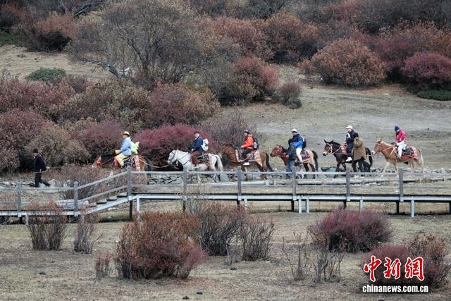 稻城亚丁秋色美