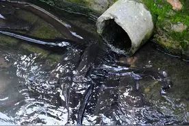 广西南宁下水道清淤时捕获大量鲶鱼，视频拍摄者猜测可能用于疏通下水道图片