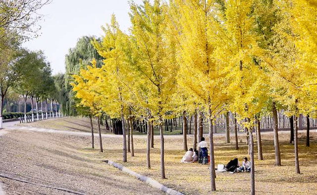 赴一场黄河与银杏的约会