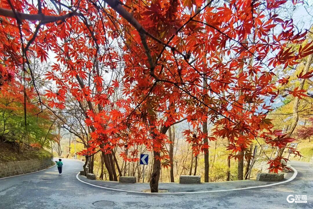 2025崂山赏秋地图发布，秋韵“大片”即将绝美上映！