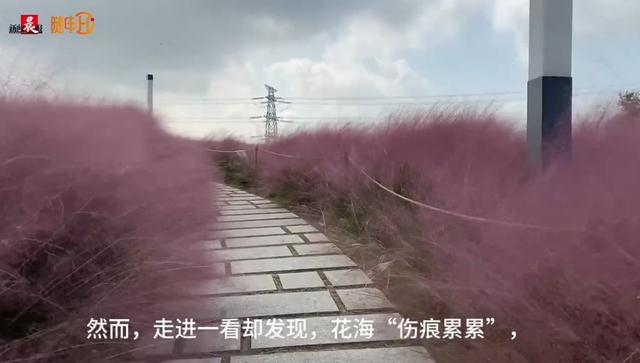 太可惜，被迫提前“下架”！上海这里正值“颜值巅峰”，多处“伤痕累累”……