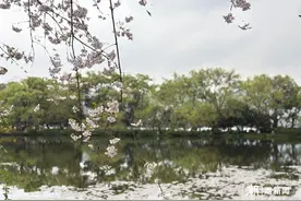 春雨后好多樱花都掉了，为啥这里的能一枝独秀，其中还有罕见绿樱图片