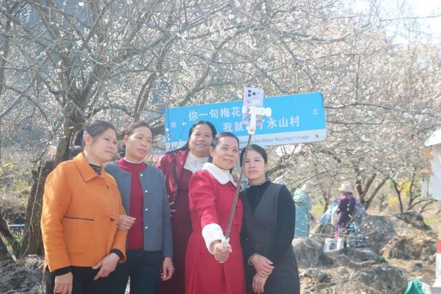 桂林平乐张家镇300亩青梅花绽放 游客纷至赴“梅”约