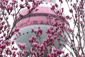 上海市民：五个新城，这些医院、学校和公园项目有新进展了图片