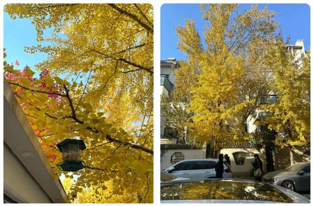 沈阳这些地方太美了!赏秋倒计时,错过等一年!