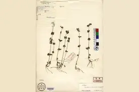 我国独有物种山西黄芩时隔67年重现图片