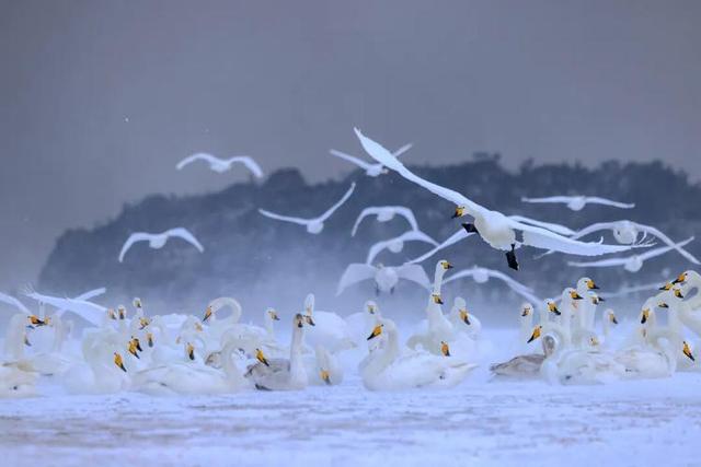 去什么北海道，冬日里的威海不是“平替”，是天花板！