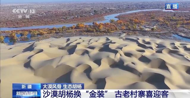 你在胡杨林下载歌载舞 他们在守护这些“沙漠英雄树”