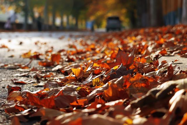 济源：梧桐叶落最多情