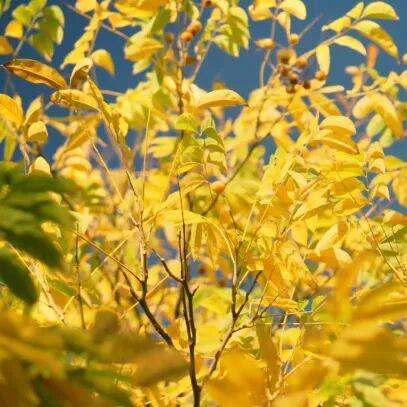 别再等！宝山这里已把秋日色阶拉满