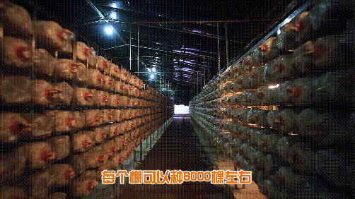 贤鲁跑名额增加！环岛吃喝玩乐购全攻略→