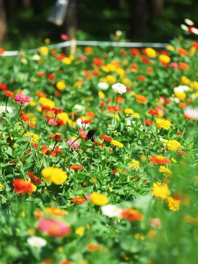 免费打卡5000平方米花海、500个品种菊花……上海“莫奈花园”又上新了！