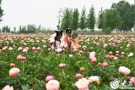 从“花王”到“花相” 菏泽芍药拿起“宠粉”接力棒图片