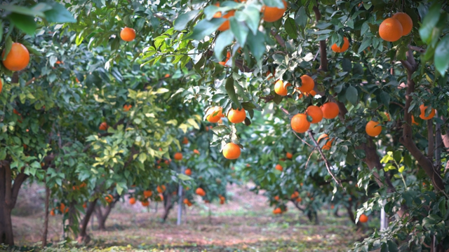 看国际木偶戏，游烟火西充！