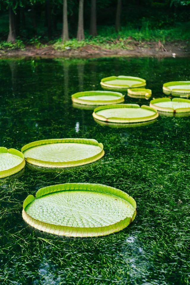 季节专属浪漫！上海的紫薇、石蒜、王莲进入最佳观赏期