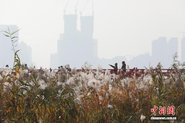 湖北武汉：芦荻花开引人入胜