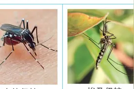 “医”探究竟丨花蚊子传染基孔肯雅热？华西专家说这么选驱蚊液图片