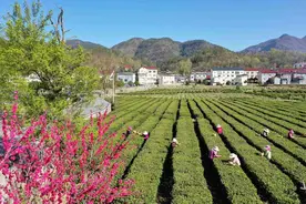 保康：茶乡茶飘香 茶农采茶忙图片