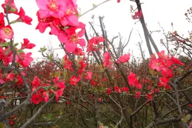 木铎子、红姑娘：支撑伟大航空工业的，必须是一个伟大的国家图片