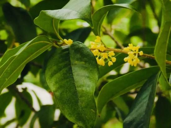 上海第一缕桂花香已到货！秋季“限定款”来了